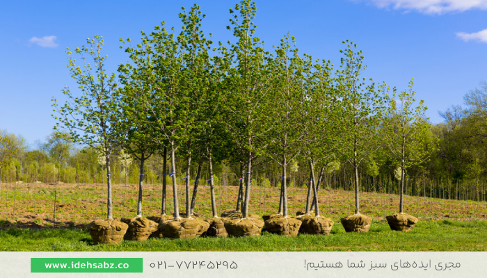 بهترین زمان کاشت درخت | زمان کاشت درختان