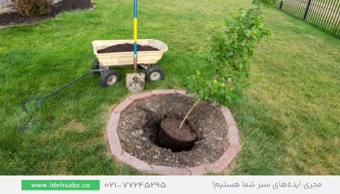 باغبانی در فصل تابستان | بهترین فصل برای پیوند گیاهان