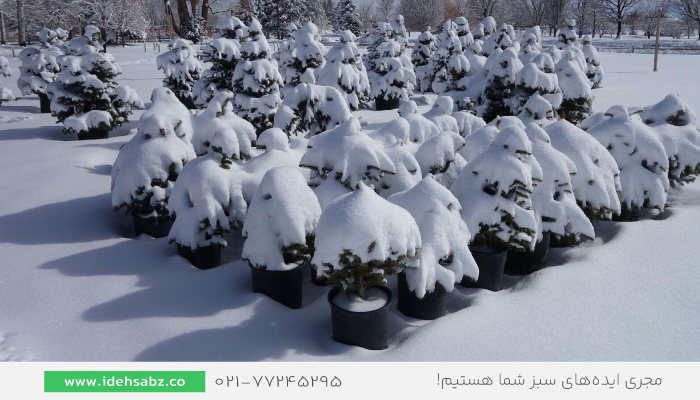 باغبانی در فصل زمستان | بهترین زمان برای پیوند گیاهان سردسیر 