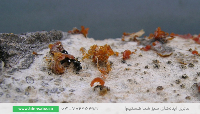 Cytospora canker | فیتیله نارنجی