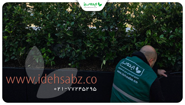 نمونه کار | کاشت گیاه یاس هلندی در تراس تهران