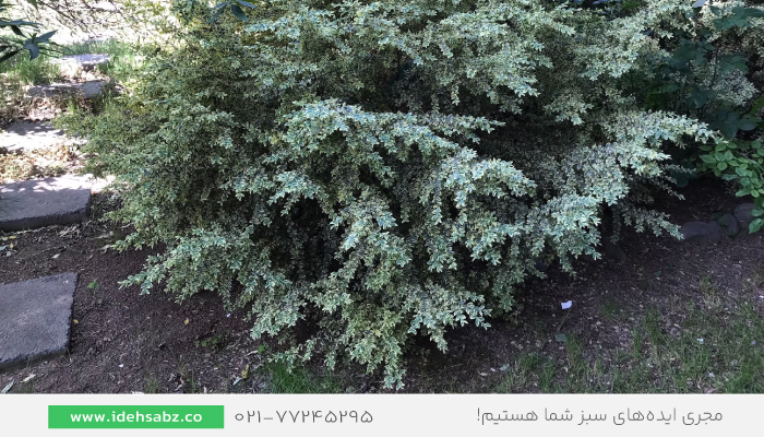 گیاه ورنیا در طراحی فضای سبز | محوطه سازی