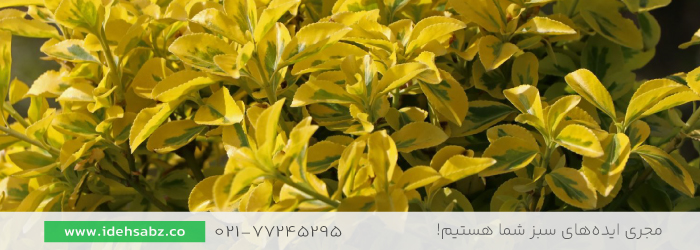  شمشاد ورنیا طلایی | گیاهان محوطه سای