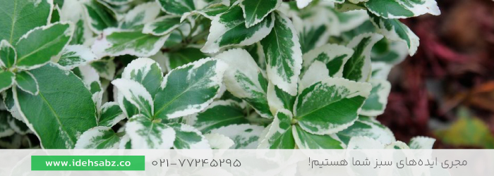 شمشاد ورنیا نقره&zwnj;ای | گیاهان محوطه سازی