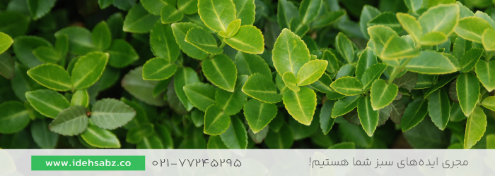 شمشاد ورنیا سبز |  خرید گیاهان محوطه سازی