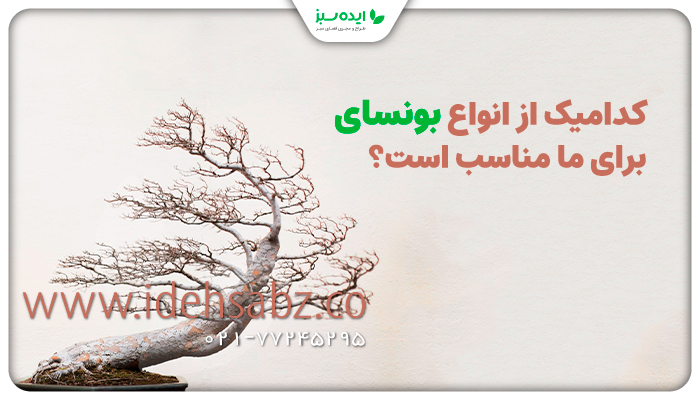 انواع بنسای | دسته&zwnj;بندی بونسای