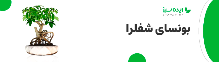 بونسای شلفرا | انواع بونسای آپارتمانی