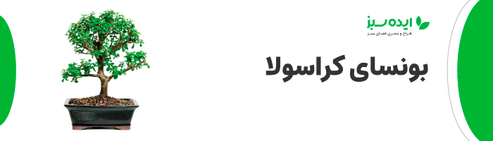 بونسای کراسولا | بونسای کراسولای حرفه&zwnj;ای