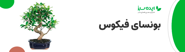 بونسای فیکوس | بونسای فیکوس جنسینگ