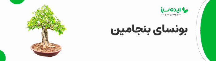 بونسای بنجامین | بونسای آپارتمانی