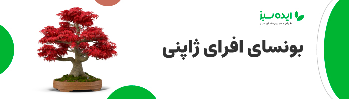 بونسای افرای ژاپنی | بنسای فضای باز