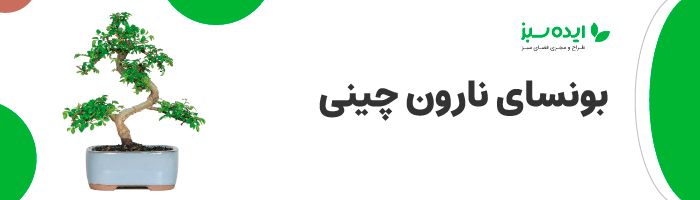 بونسای نارون چینی | فروش انواع بنسای ژاپنی