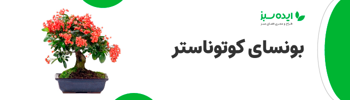 بونسای کوتوناستر | انواع بنسای