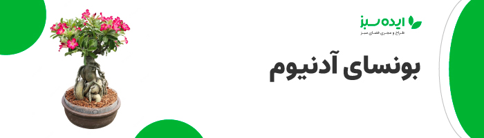 بونسای آدنیوم | بونسای ژاپنی 