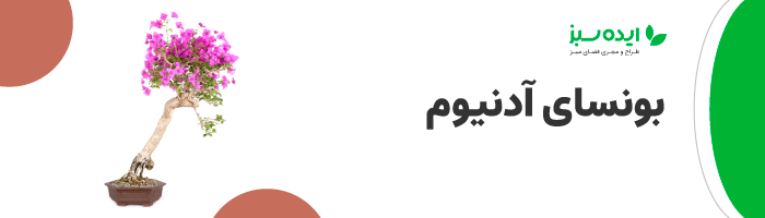 بونسای آدنیوم | بونسای گل کاغذی