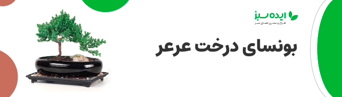 بونسای درخت عرعر | انواع بنسای ژاپنی