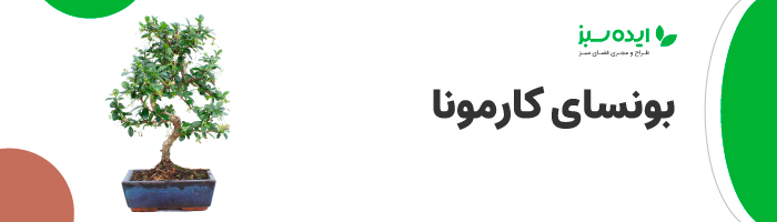 بونسای کارمونا | بونسای آپارتمانی