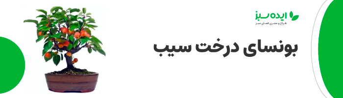 بونسای درخت سیب | انواع بنسای میوه
