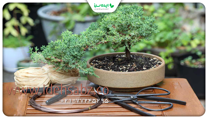 خرید انواع بونسای آپارتمانی | فروش انواع بونسای آپارتمانی