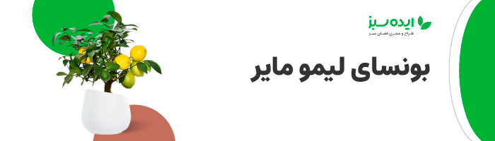 بونسای لیمو مایر | بونسای میوه
