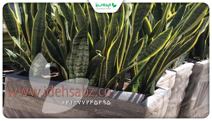نمونه کار | گیاهان  مناسب کاشت در گلدان