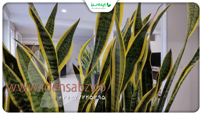 نمونه کار | گیاه سانسوریا