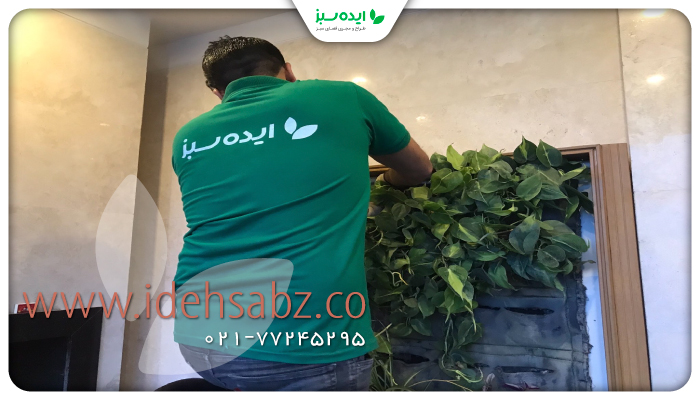 نمونه کار | کاشت گیاه پتوس مناسب دیوار سبز 
