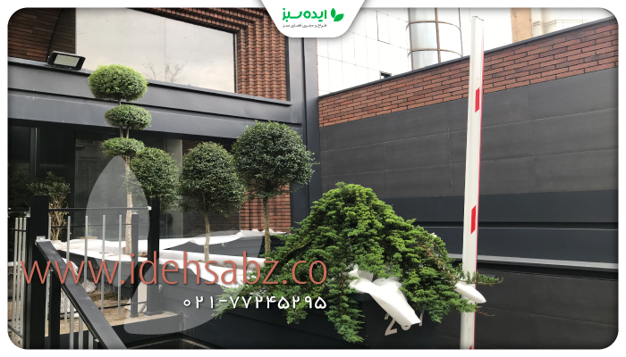 نمونه کار | کاشت گیاه ناز فرانسوی