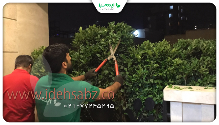 نمونه کار | خدمات احیا و توپیاری گیاهان تراس گاردن