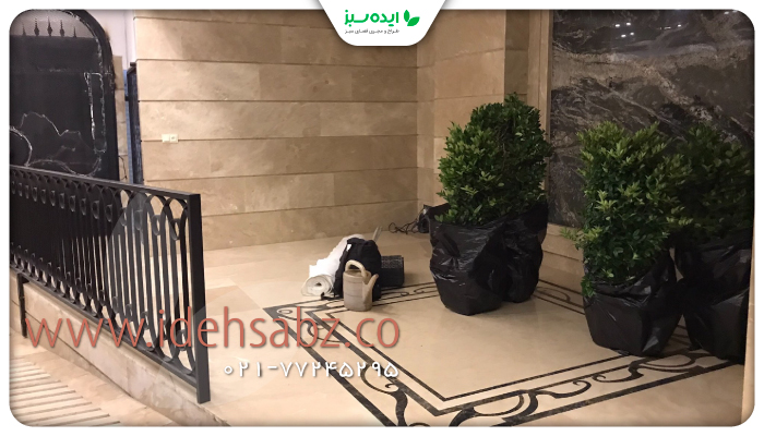 نمونه کار | گیاه یاس هلندی