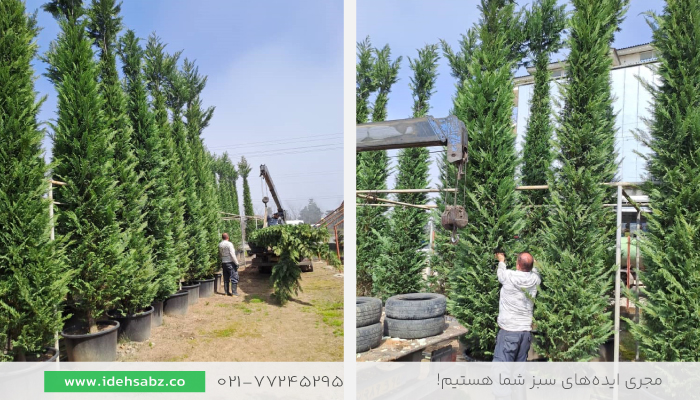 درخت سرو لیلاند | طراحی پرچین با سرو لیلندی