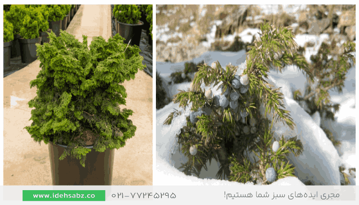 انواع درخت و درختچه سرو | گیاهان مناسب سردسیر