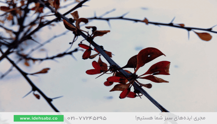 درختچه زرشک زینتی | گیاهان مقاوم به سرما در فضای باز 
