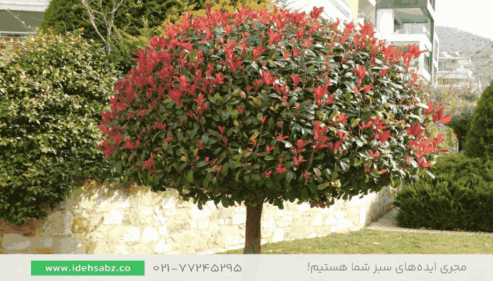 درختچه فوتونیا  | لیست گیاهان سردسیر
