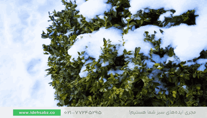 شمشاد | درختان همیشه سبز مقاوم به سرما