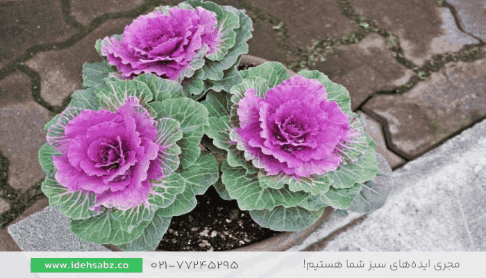 کلم زینتی| گیاهان مقاوم به سرما