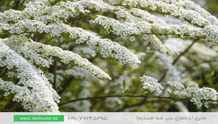 گل عروس | گیاهان مقاوم به سرما