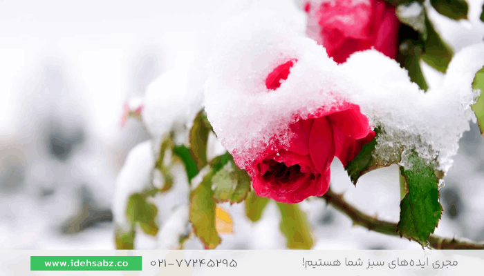 گل رز | گلهای مقاوم به سرما برای باغچه