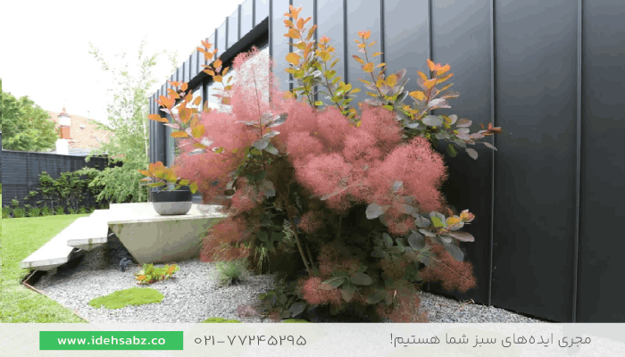 درخت پر | درخت برگ قرمز در محوطه سازی