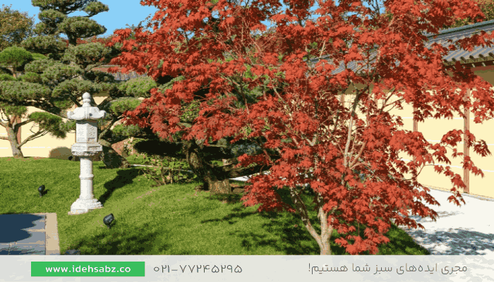 درختان برگ قرمز | درخت قرمز محوطه سازی