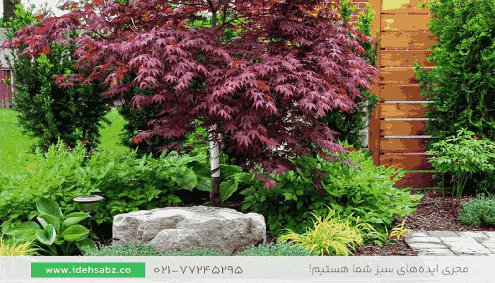 درخت افرا | درخت برگ قرمز برای محوطه سازی