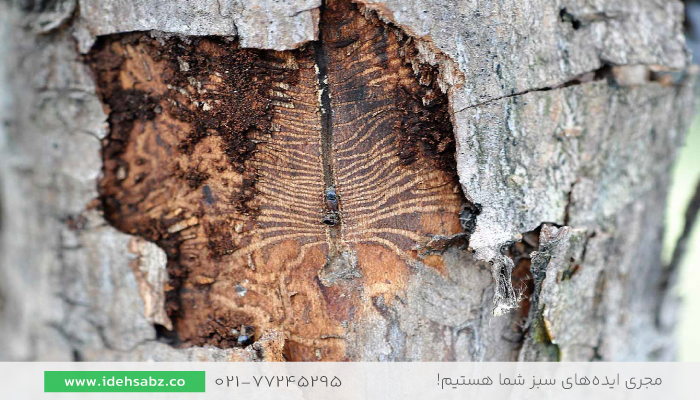  سوسک پوستخوار | Bark Beetle