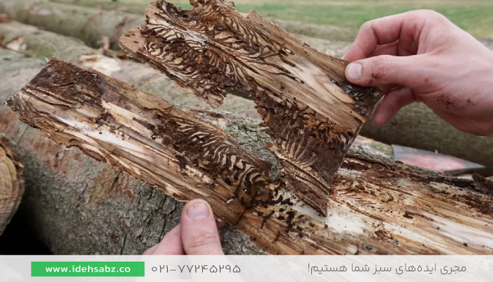 سوسک پوستخوار | سوسک درختی