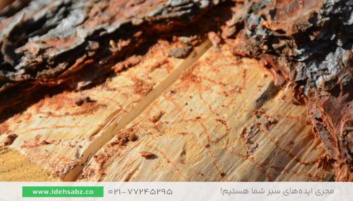 سوسک پوستخار | آفت درختی