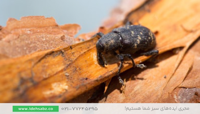 مقابله با آفات | مقابله با سوسک درختی