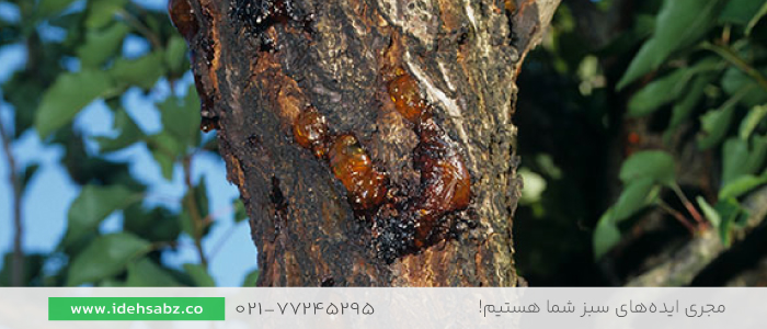شانکر گیاهی | بیماری درختان