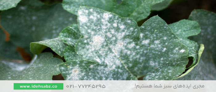 سفیدک پودری | آفت گیاهان فضای سبز