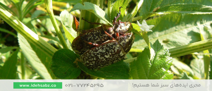 آفات سپردار | آفت گیاهی