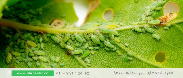 شتهها | آفات مهم گیاهان
