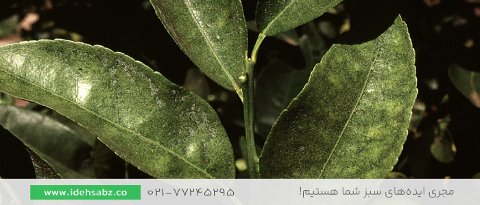 کنهها | بیماری گیاهی
